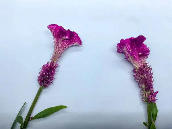 Magenta renkli çiçekler, muhtemelen Celosia cristata türü, yaygın olarak horoz ibiği olarak bilinir..