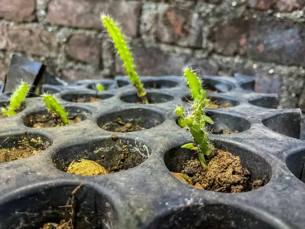 küçük ejderha meyveleri (Hylocereus undatus) siyah plastik filizlenme tepsisinde yetişir..