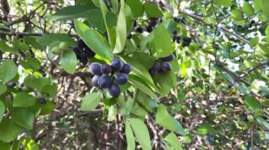 Carissa Carandas çalıları, Karonda, olgun siyah meyveler ve yeşil yapraklarla.