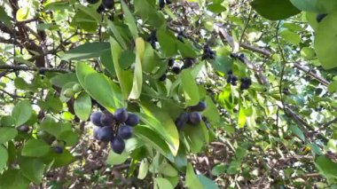 Carissa Carandas çalıları, Karonda, olgun siyah meyveler ve yeşil yapraklarla.