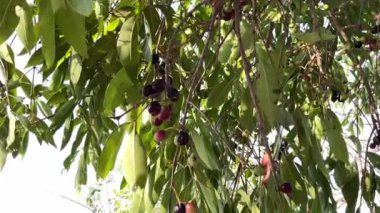 Hindistan 'da siyah jamun meyvesi diyabet için bir çare olarak kullanılır. 