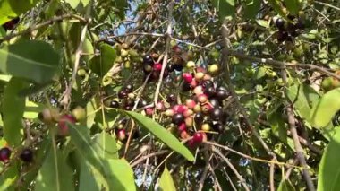 Hindistan 'da siyah jamun meyvesi diyabet için bir çare olarak kullanılır. 