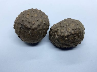 İki Dioscorea ampulü, yaygın olarak hava patatesi olarak bilinir.