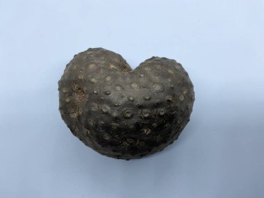 Dioscorea Bulbifera 'nın kalp şeklinde ampulleri, yaygın olarak hava patatesi olarak bilinir.