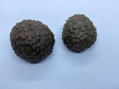 İki Dioscorea ampulü, yaygın olarak hava patatesi olarak bilinir.