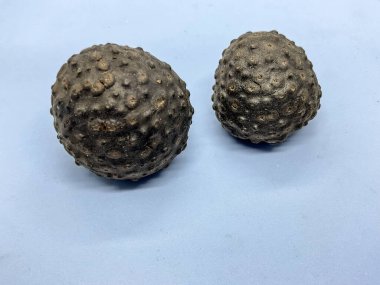 İki Dioscorea ampulü, yaygın olarak hava patatesi olarak bilinir.