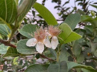 Guava çiçekleri beyaz, merkezinde bir sürü erkek ve erkek organlarında da açık sarı polenler bulunur..