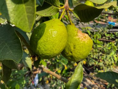 Bir kuş iki guavadan birinin etini yemiş.