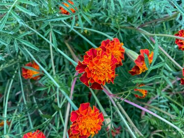 Fransız kadife çiçeği, bilimsel olarak Tagetes patula olarak bilinir, canlı ve aromatik çiçekleri ile bilinen popüler bir bitkidir.. 