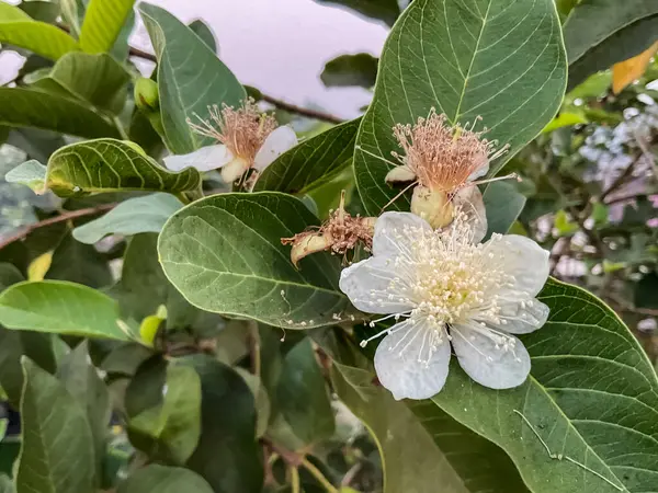 Guava çiçekleri beyaz, merkezinde bir sürü erkek ve erkek organlarında da açık sarı polenler bulunur..