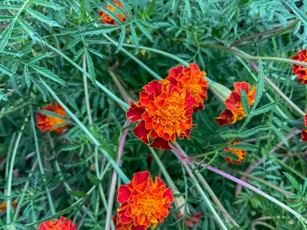 Fransız kadife çiçeği, bilimsel olarak Tagetes patula olarak bilinir, canlı ve aromatik çiçekleri ile bilinen popüler bir bitkidir.. 