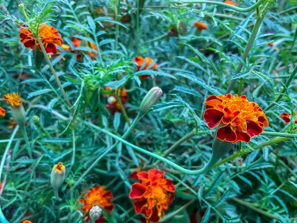 Fransız kadife çiçeği, bilimsel olarak Tagetes patula olarak bilinir, canlı ve aromatik çiçekleri ile bilinen popüler bir bitkidir.. 