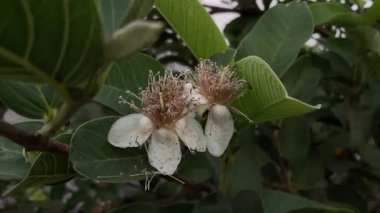 Guava çiçekleri beyaz, merkezinde bir sürü erkek ve erkek organlarında da açık sarı polenler bulunur..