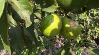Bir kuş iki guavadan birinin etini yemiş.