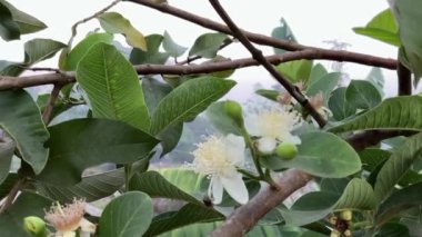 Çiçeklerin birinde yeşil yapraklı, beyaz çiçekli guava ağacının bir dalına yakın plan, tozlaşma aktivitesini gösteren bir arı görünür..