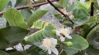 Çiçeklerin birinde yeşil yapraklı, beyaz çiçekli guava ağacının bir dalına yakın plan, tozlaşma aktivitesini gösteren bir arı görünür..