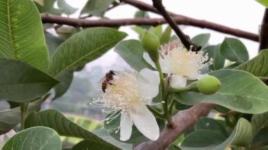 Çiçeklerin birinde yeşil yapraklı, beyaz çiçekli guava ağacının bir dalına yakın plan, tozlaşma aktivitesini gösteren bir arı görünür..