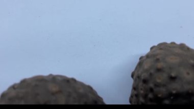 İki Dioscorea ampulü, yaygın olarak hava patatesi olarak bilinir.