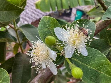 Çiçek açmış beyaz çiçekli bir guava ağacı dalı, yeşil yapraklar, çiçeklerin üzerinde bir arı, tozlaşma aktivitesini gösteriyor.