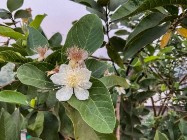 Guava çiçekleri beyaz, merkezinde bir sürü erkek ve erkek organlarında da açık sarı polenler bulunur..