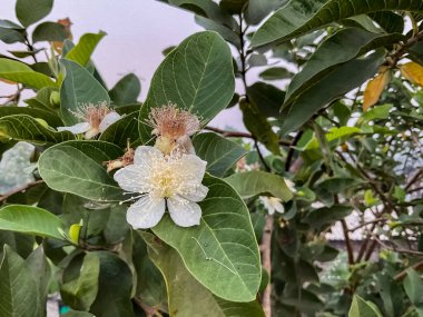Guava çiçekleri beyaz, merkezinde bir sürü erkek ve erkek organlarında da açık sarı polenler bulunur..
