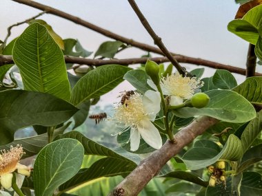Çiçek açmış beyaz çiçekli bir guava ağacı dalı, yeşil yapraklar, çiçeklerin üzerinde bir arı, tozlaşma aktivitesini gösteriyor.
