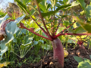 Toprak tarımında yetişen kırmızı turp. 
