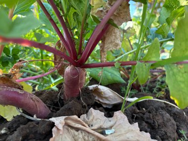 Toprak tarımında yetişen kırmızı turp. 