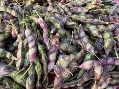 pigeon peas pods organic from agriculture field 