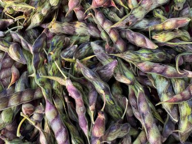 pigeon peas pods organic from agriculture field 