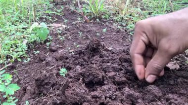 Hint tarım çiftliğinde güvercin bezelyesi (tur, arhar) tohumu ekimi.