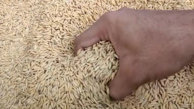 Elle pirinç taneleri dök