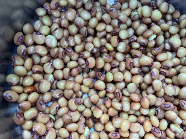 Güvercin bezelye sırılsıklam tohum 