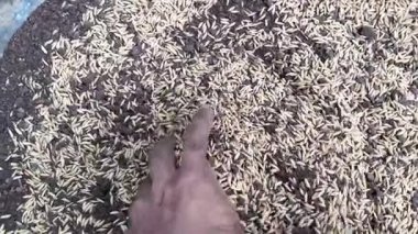 Ekmeden önce organik neem khali gübresi ve pirinç tanelerini elle karıştırıyorum. Tarım işi konsepti. Çiftçiler pirinç taneleri ve gübreleri tutuyor ve döküyorlar.  