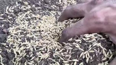 Ekmeden önce organik neem khali gübresi ve pirinç tanelerini elle karıştırıyorum. Tarım işi konsepti. Çiftçiler pirinç taneleri ve gübreleri tutuyor ve döküyorlar.  
