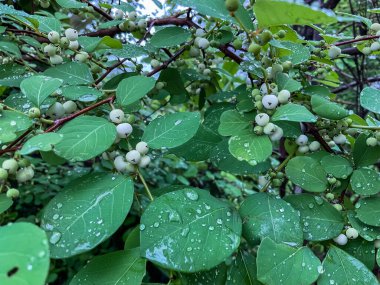 Flueggea suffruticosa, Flueggea Virosa Hint ormanlarında ağaçta beyaz meyveler gösteriyor..