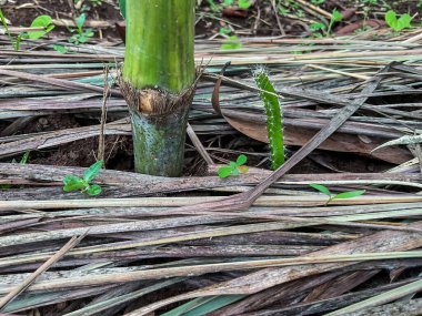Bambu çubuğu kullanarak ejderha meyve bitkileri için limon otu ve destek yapısı ile saman tarlası kuruyoruz.