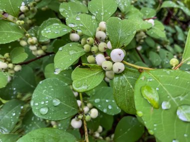 Flueggea suffruticosa, Flueggea Virosa Hint ormanlarında ağaçta beyaz meyveler gösteriyor..