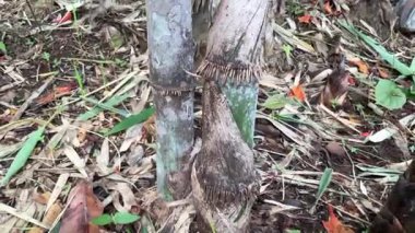 Hindistan 'daki organik tarım çiftliğinde yetişen yenilebilir bambu filizleri topraktan çıkıyor.