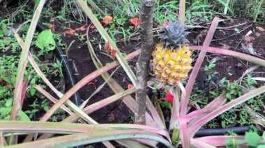 Tarım alanındaki bitkide yetişen sarı ananas meyvesi 