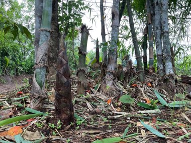 Hindistan 'daki organik tarım çiftliğinde yetişen yenilebilir bambu filizleri topraktan çıkıyor.
