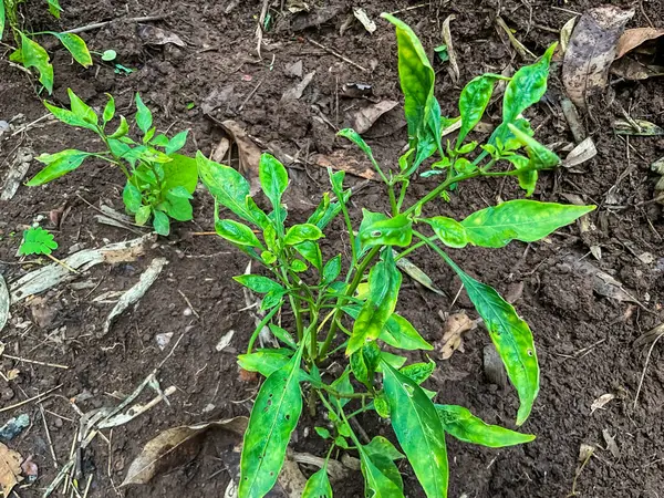 Biber yaprağı virüsleri, kırmızı biber yaprağı kıvrımı virüsü