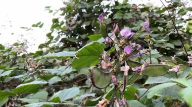Sümbül Fasulyesi (Labaratuvar purpureusu) tarım çiftliğinde organik sebzeler yetiştiriyor. 