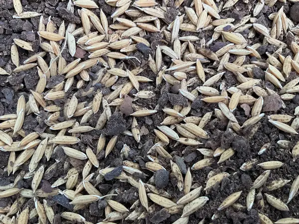 Görüntü pirinç taneleri (Paddy) ve Neem karışımı gibi görünüyor. Neem bazlı biyo-işlemciler pirinç tarımında kullanılır, bu da toprak verimliliğini arttırır ve doğal olarak zararlıları kontrol eder..