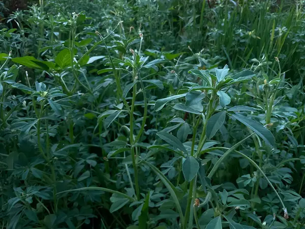 Organik tarım Fenugreek yaprakları ve kapsülleri tarlalarda ortaya çıkmıştır, Fenugreek öncelikle yaprakları (sebze) ve tohumları için yetiştirilen yıllık bir bitkidir (baharat).).