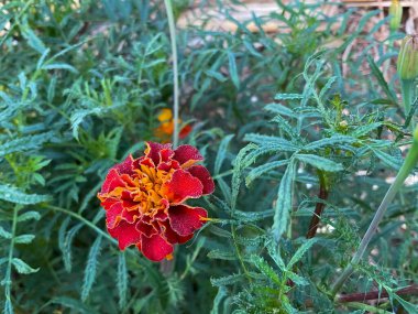 Bir melez kadife çiçeği (Tagetes patula))