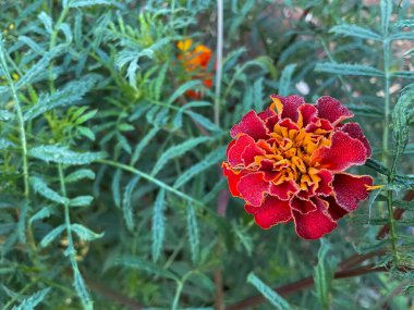 Bir melez kadife çiçeği (Tagetes patula))