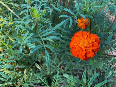Bir melez kadife çiçeği (Tagetes patula))