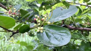 Orman meyvesi (Antidesma ghaesembilla) yağmur mevsiminde gelen meyveler Ma-Mao, Buni veya wuni meyvesi (Antidesma bunius) çok küçük ve renkli bir meyvedir.