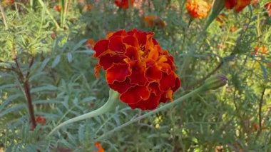 Bir melez kadife çiçeği (Tagetes patula))